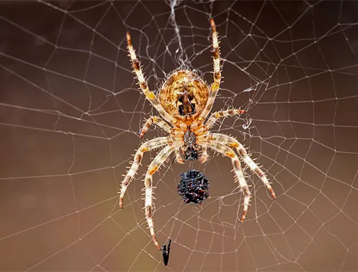 Dedetização de Aranhas no Jardim Botucatu