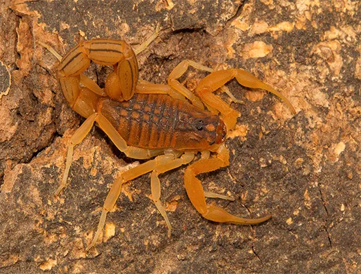 Dedetização de Escorpiões no Jardim Botucatu