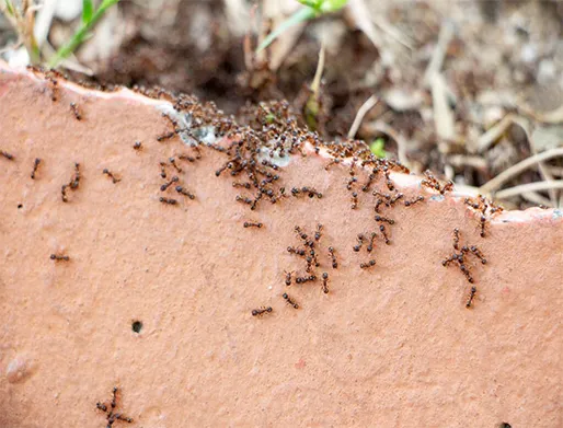 Dedetização de Formigas no Jardim Botucatu