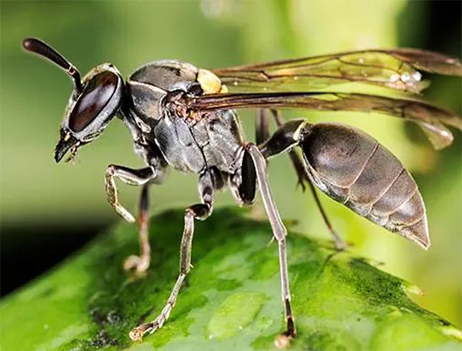 Dedetização de Marimbondos no Jardim Botucatu
