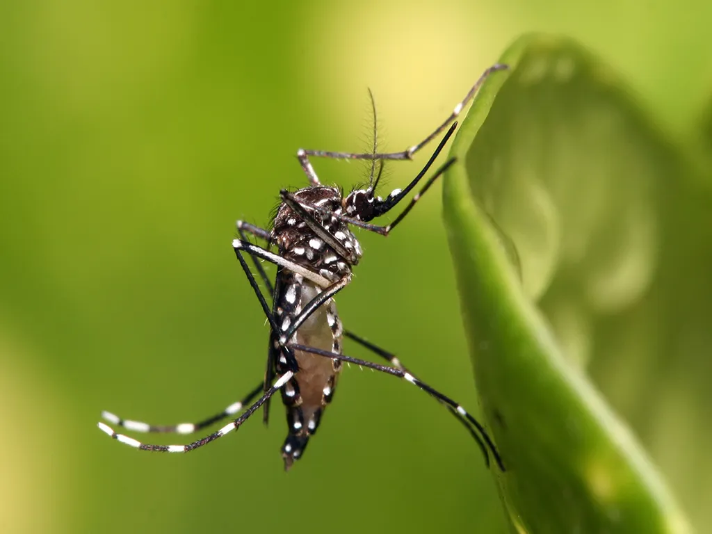 Dedetização de Mosquitos no Jardim Botucatu