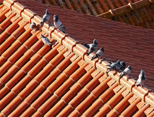 Dedetização de Pombos no Jardim Botucatu