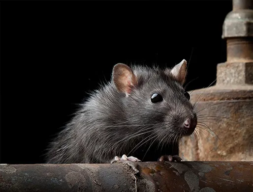 Dedetização de Ratos no Jardim Botucatu